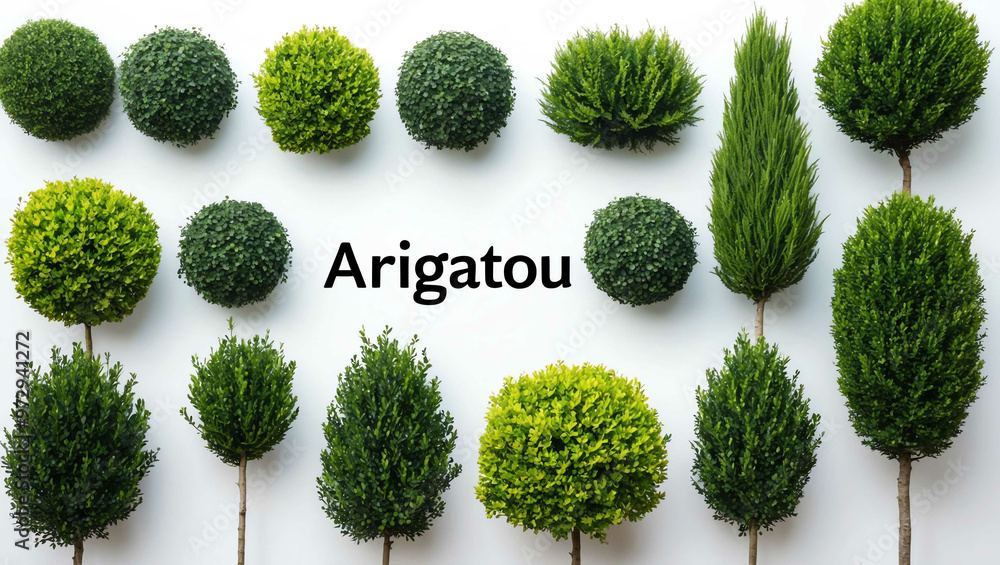 arigatou word shrubs trimmed on white background arigatou word shrubs trimmed on white background