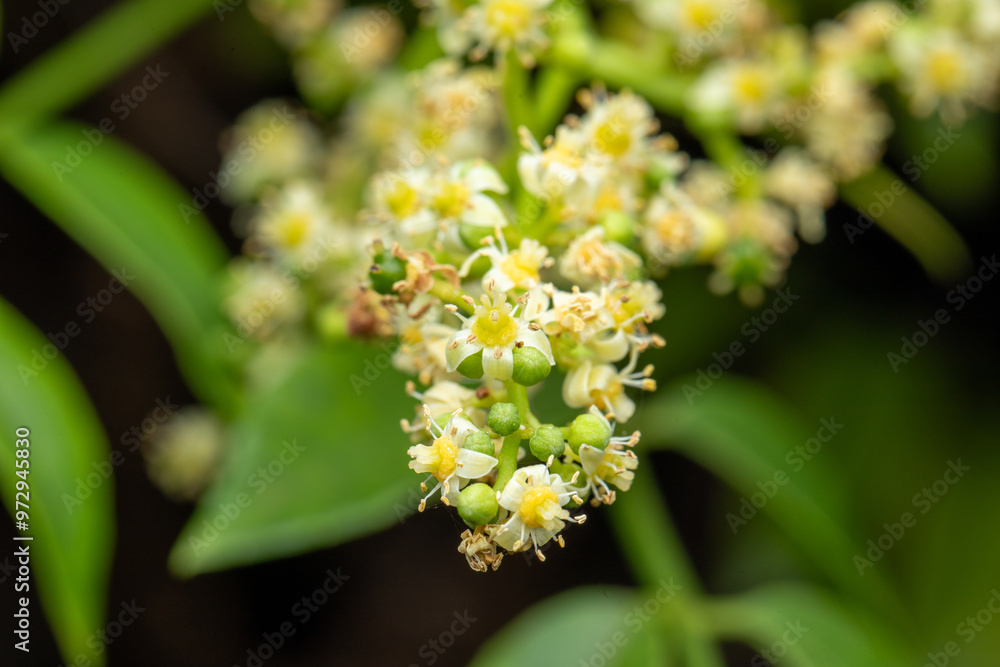 Macro photography. Foliage in macro photography. with a predominance of green color. small leaves. Macro photography. Foliage in macro photography. with a predominance of green color. small leaves.