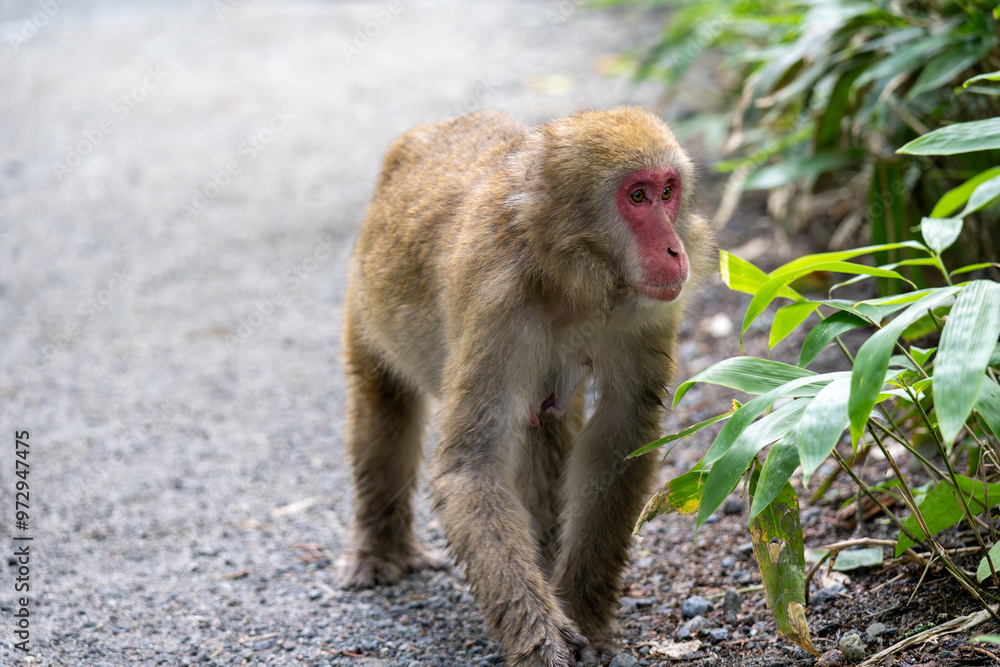 Naklejka premium 上高地の日本猿の写真