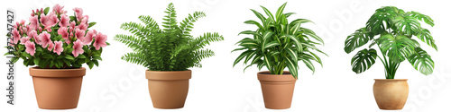 A set of indoor plants in clay pots, a collection of plants. Transparent, background, png.