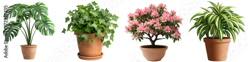 A set of indoor plants in clay pots, a collection of plants. Transparent, background, png.