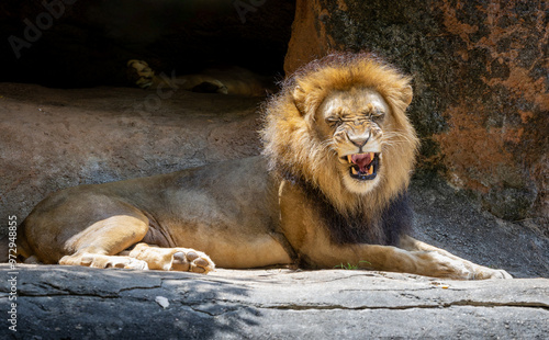 Male African Lion lounging among the rocks at the zoo. Male lions can grow to 3 meters long and weigh up to 550 pounds.  photo