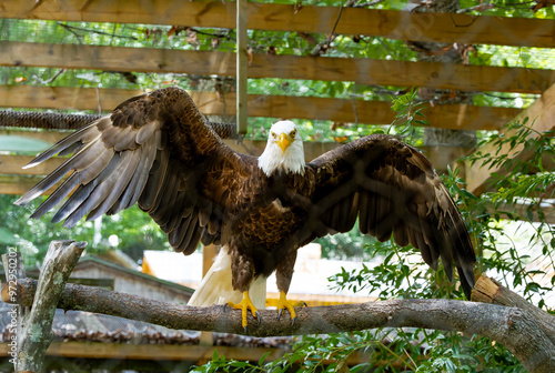 Εκτύπωση καμβά Bald Eagle perched on a branch at a zoo in Georgia.