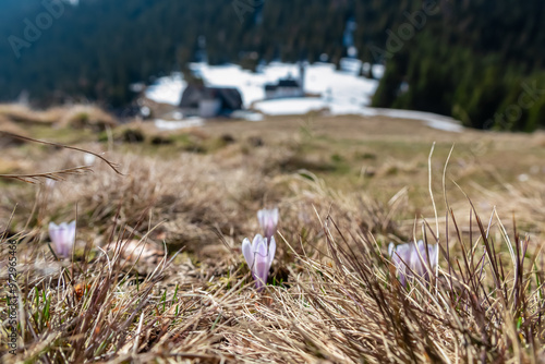 Crocus vernus flowers blooming on picturesque alpine meadow during vibrant spring season in their natural habitat. Tranquil atmosphere on Gleinalpe, border Carinthia Styria, Austria. Wanderlust photo