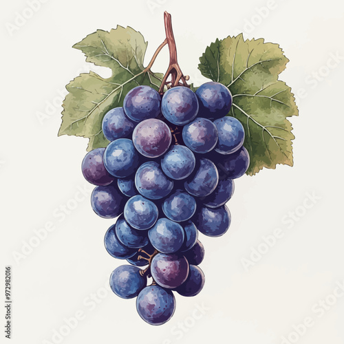 Bunch of blue grapes with leaves isolated on white background. Watercolor illustration.