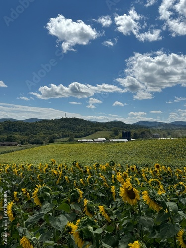 Sunflower field with bright blue sky and mountains in the background.