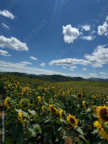 Sunflower field with bright blue sky and mountains in the background.