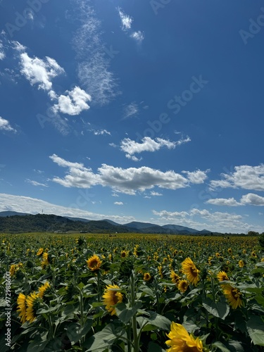 Sunflower field with a bright blue sky and mountains in the background. 