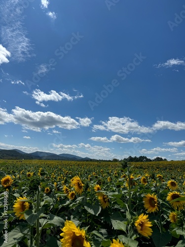 Sunflower field with a bright blue sky and mountains in the background. 