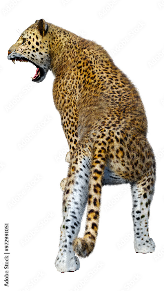 Naklejka premium 3D Rendering Big Cat Leopard on White