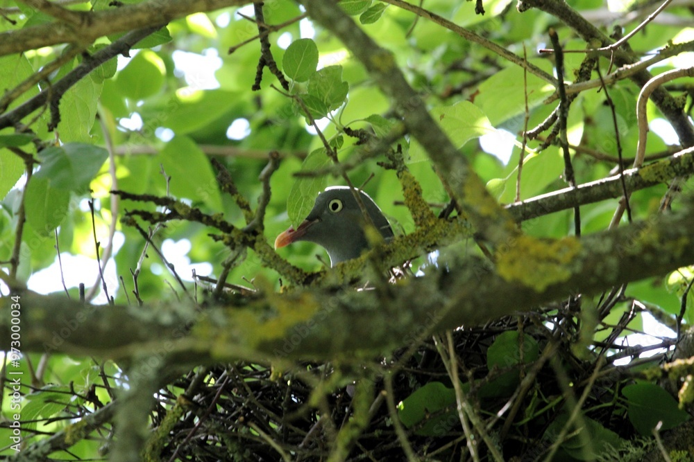 the pigeon mother sits on the eggs in the nest among the branches of the apple tree the pigeon mother sits on the eggs in the nest among the branches of the apple tree