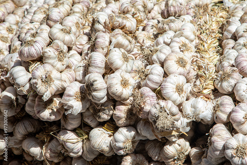Bulbs of garlic at an agricultural fair