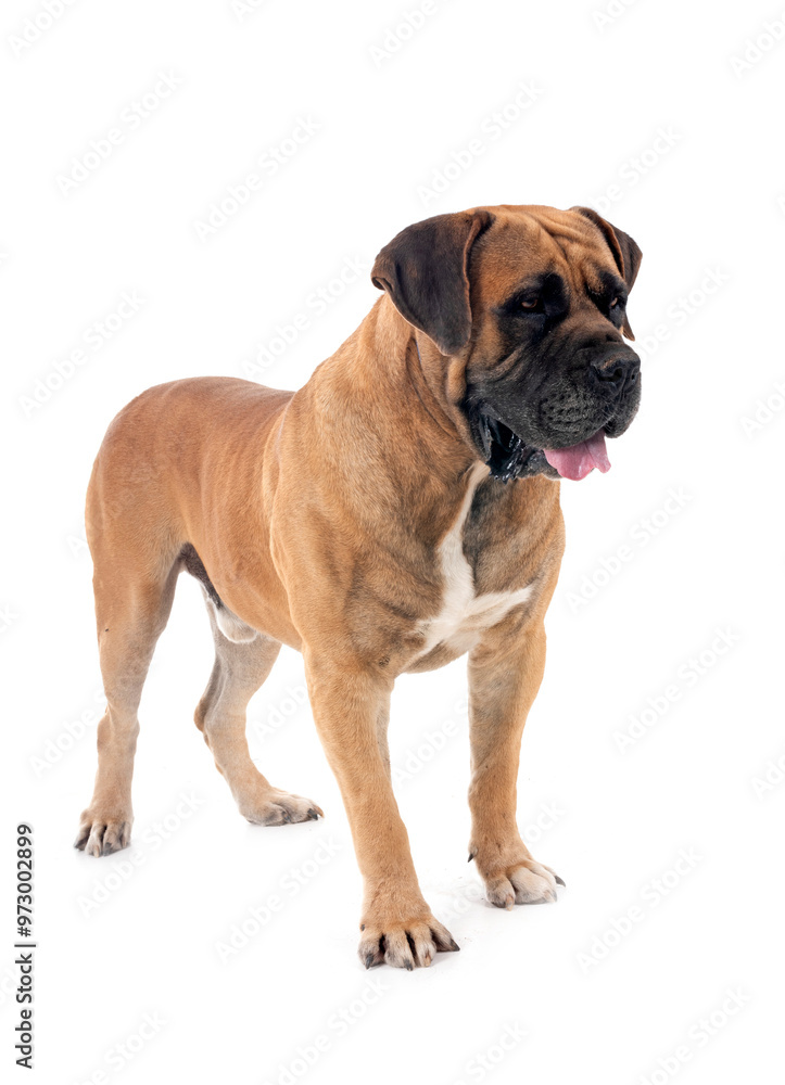 Boerboel in studio Boerboel in studio