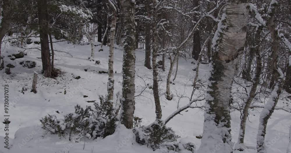 Winter in Norway. Beautiful winter forest. Falling snow. Winter in Norway. Beautiful winter forest. Falling snow.