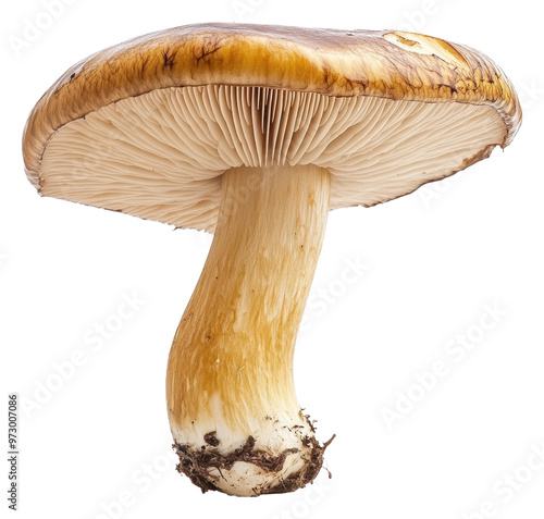 PNG Mushroom with unique details