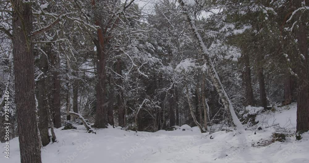 Winter in Norway. Beautiful winter forest. Falling snow. Winter in Norway. Beautiful winter forest. Falling snow.