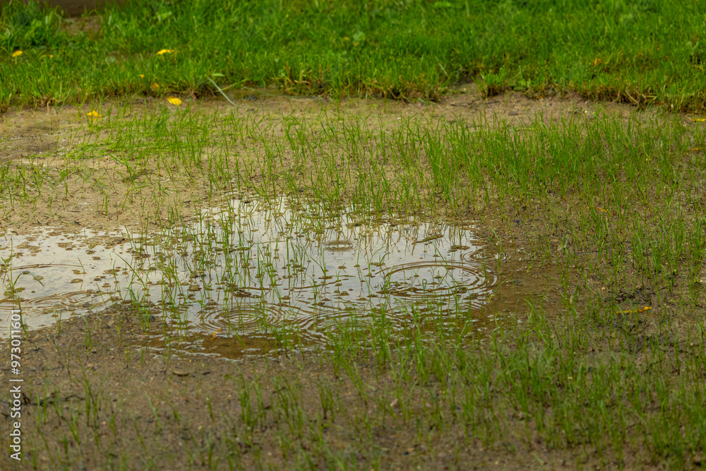 View of a puddle of water during the rain in the middle of green grass. View of a puddle of water during the rain in the middle of green grass.