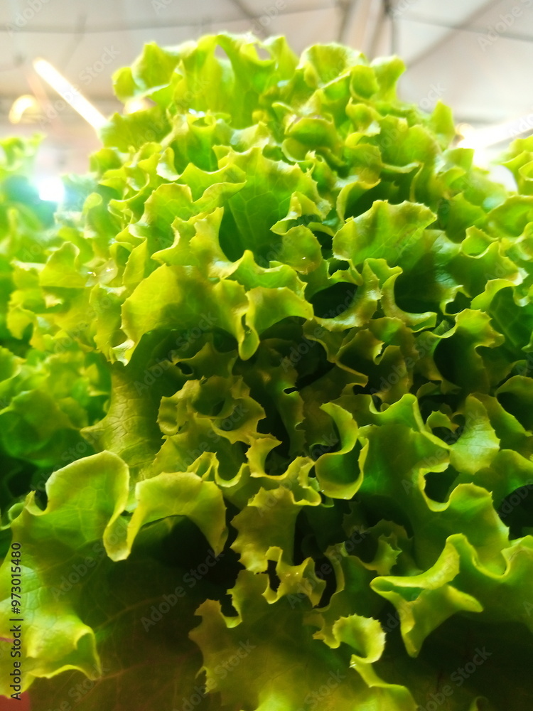 the natural texture of lettuce leaves and the cool green color of lettuce the natural texture of lettuce leaves and the cool green color of lettuce