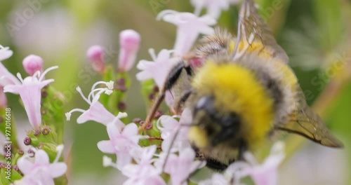 Bumblebee collects flower nectar at sunny day. Bumble bee in macro shot in slow motion.