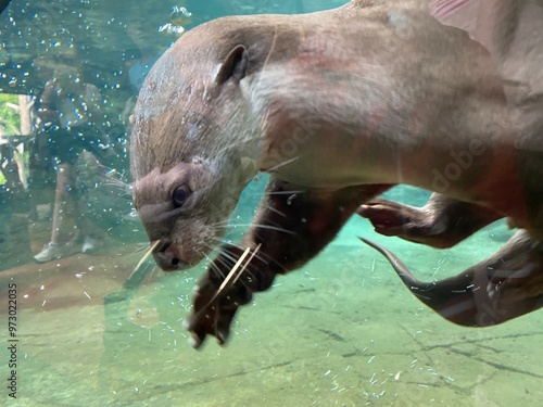 otter, oter, wasserlebende tiere, abgestempelt, tier, säugetier, meer, wasser, seelöwe, wild lebende tiere, löwe, ozean, kriegsmarine, natur, seelöwe, fell, tierpark, hübsch, california, bartel, kopf, photo