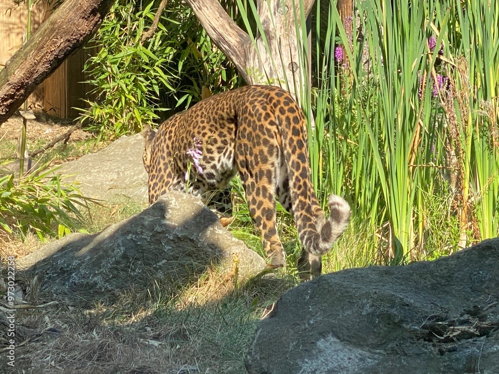 giraffe, netzgiraffe, leopard, katze, tier, jaguar, wild lebende tiere, raubtier, wild, natur, tierpark, säugetier, felino, fleischfresser, fell, fleck, panther, big, großkatze, safari, amur, hunter, giraffe, netzgiraffe, leopard, katze, tier, jaguar, wild lebende tiere, raubtier, wild, natur, tierpark, säugetier, felino, fleischfresser, fell, fleck, panther, big, großkatze, safari, amur, hunter,