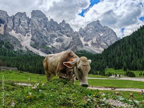 Alpine Idyll: A serene scene of a cow grazing in a lush green pasture with the majestic Dolomites mountains as a backdrop. photo