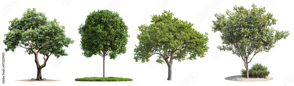 Four distinct trees showcasing a variety of foliage and shapes, ideal for landscaping design. Four distinct trees showcasing a variety of foliage and shapes, ideal for landscaping design.