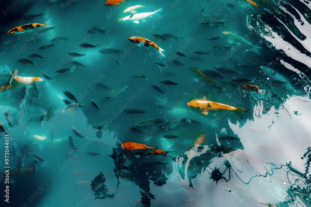 Fototapeta premium fish in the water