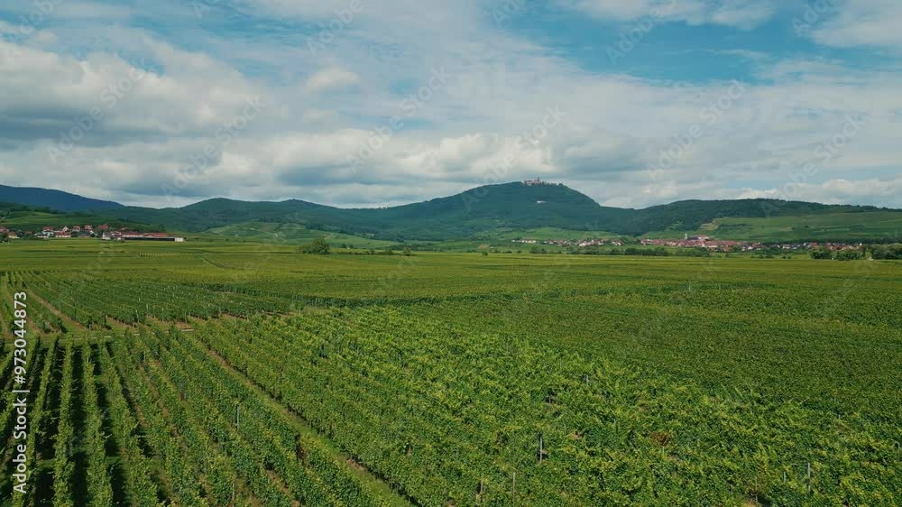 Flight over summer vineyards in Alsace in France with mountains on background Flight over summer vineyards in Alsace in France with mountains on background