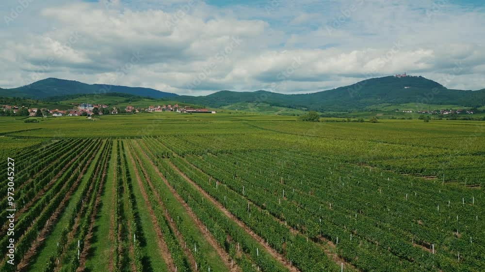 Panoramic view of beautiful vineyards with grape vines growing in rows in Alsace Panoramic view of beautiful vineyards with grape vines growing in rows in Alsace