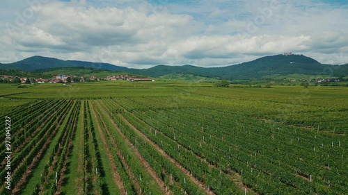 Wallpaper Mural Panoramic view of beautiful vineyards with grape vines growing in rows in Alsace Torontodigital.ca