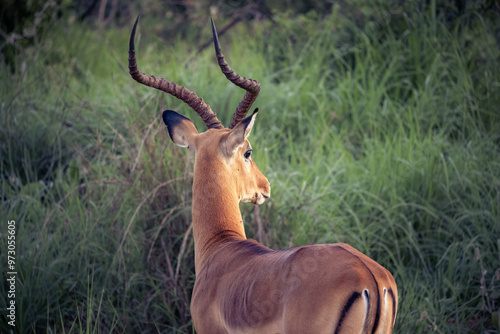 Canvas Print impala in the savannah