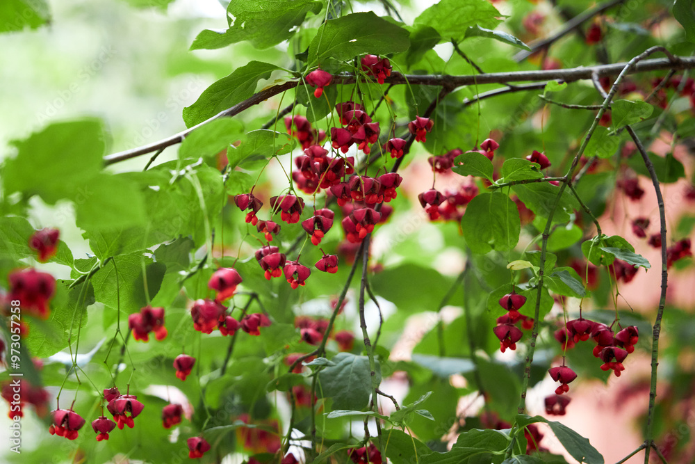 red berries of birch bark close-up, natural background red berries of birch bark close-up, natural background