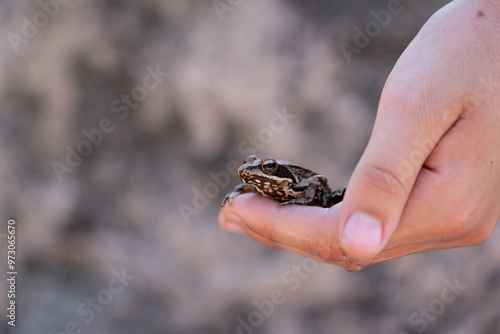 A frog in a human hand, closeup