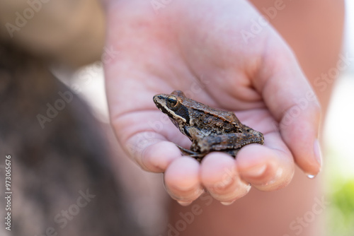 A frog in a human hand, closeup