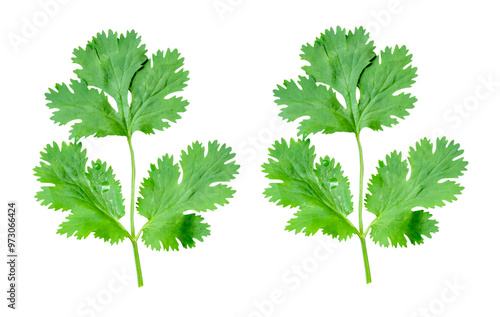 Top view set of fresh green coriander leaves isolated on white background with clipping path