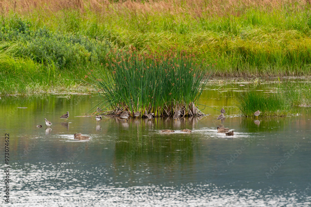 Ducks swimming in marshland creek water in Potter Marsh wetlands outside Anchorage, Alaska landscape Ducks swimming in marshland creek water in Potter Marsh wetlands outside Anchorage, Alaska landscape