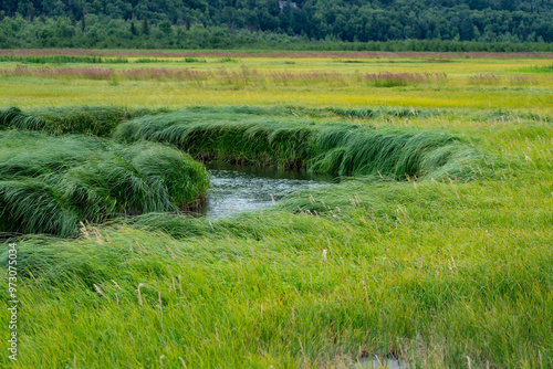 Creek in marshland water landscape with native grass in Potter Marsh wetland near Anchorage, Alaska photo