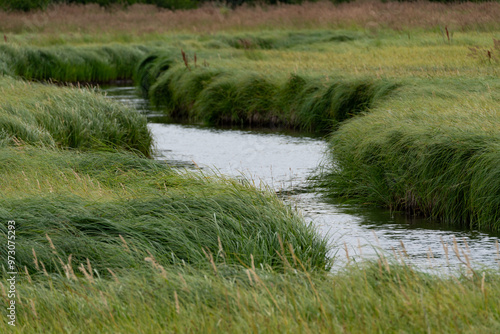 Creek water in marshland landscape with native grass in Potter Marsh wetland near Anchorage, Alaska