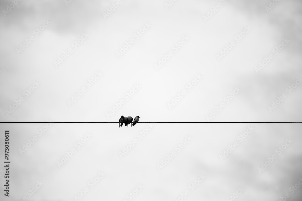 birds on wires birds on wires