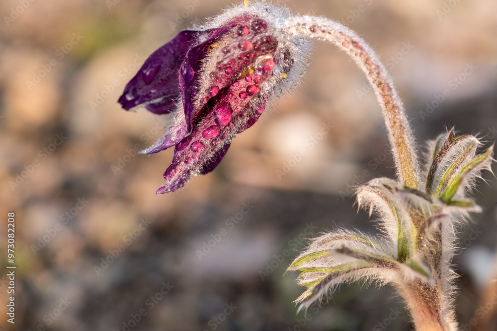 Pulsatilla Montana Pulsatilla Montana