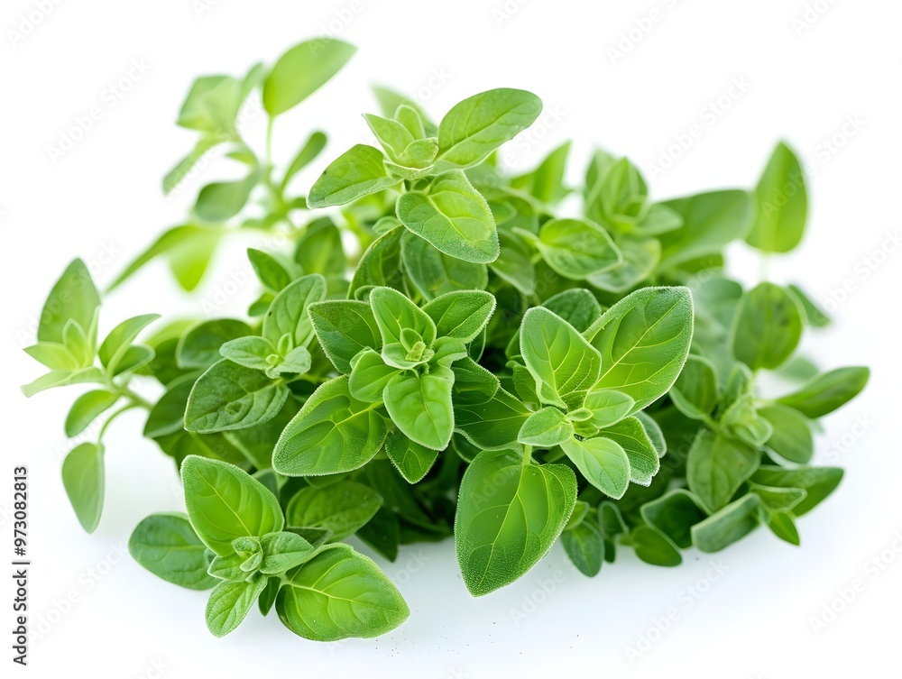 Close-up of fresh green oregano leaves on white background Close-up of fresh green oregano leaves on white background