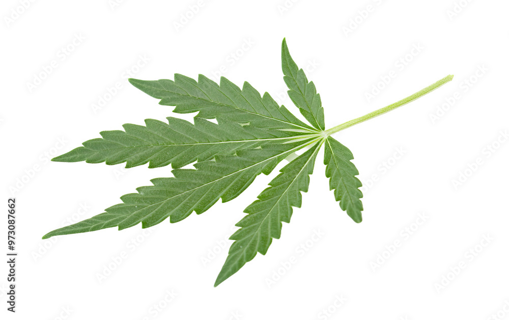 A green leaf of cannabis on transparent background, png A green leaf of cannabis on transparent background, png
