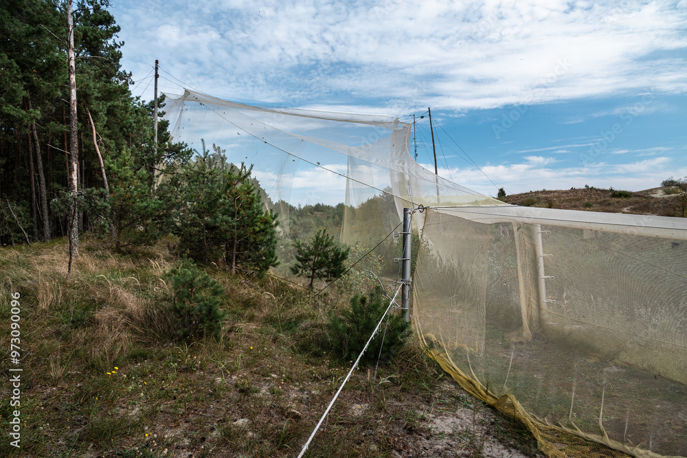 Big trap in Fringilla field ornithological station. in the Curonian Spit National Park. Russia