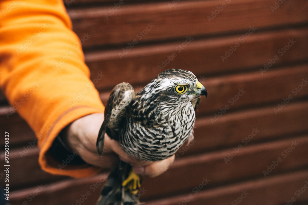 Eurasian sparrowhawk or Accipiter nisus in hand in Fringilla field ornithological station. in the Curonian Spit National Park. . Russia