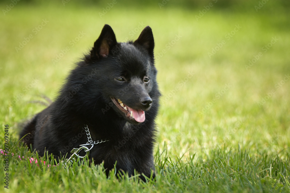 Fotografie Summer portrait of dog