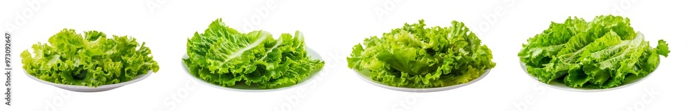 Collection of lettuce leaf vegetable on plate isolated on a transparent background or white background, cutout PNG Collection of lettuce leaf vegetable on plate isolated on a transparent background or white background, cutout PNG