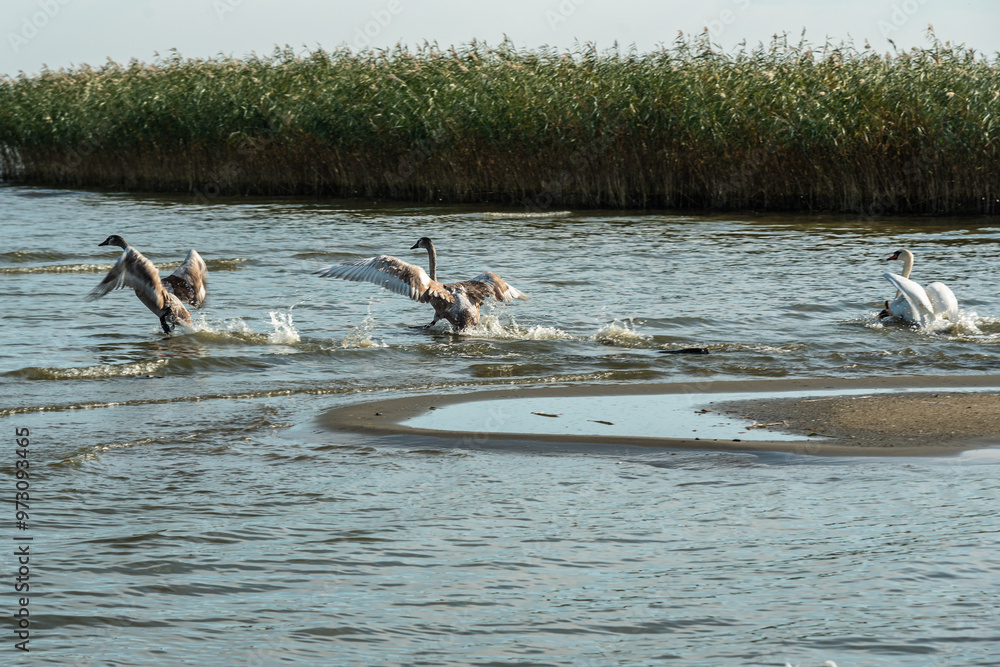 Swans on banks of Curonian Lagoon on Curonian Spit in village Lesnoy. Russia