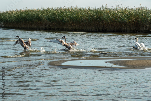 Obraz na płótnie Swans on banks of Curonian Lagoon on Curonian Spit in village Lesnoy. Russia w salonie