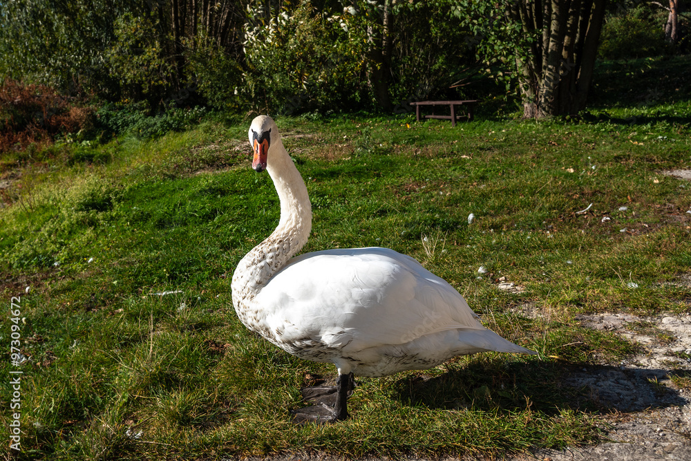 Swan on banks of Curonian Lagoon on Curonian Spit in village Lesnoy. Russia